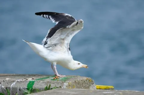 Seagull Stock Photos