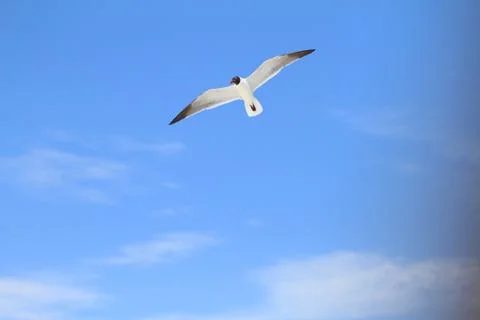 Seagull Stock Photos