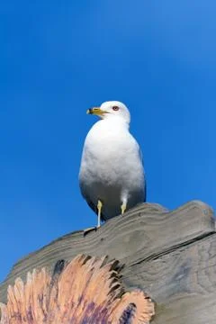 Seagull Stock Photos