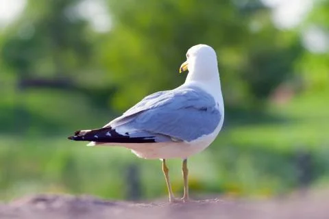 Seagull Stock Photos