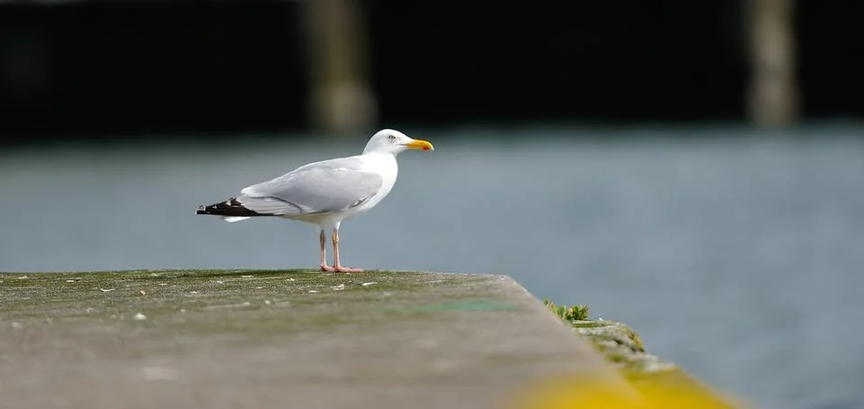 Seagull Stock Photos