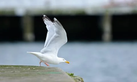 Seagull Stock Photos