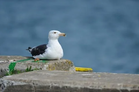 Seagull Stock Photos