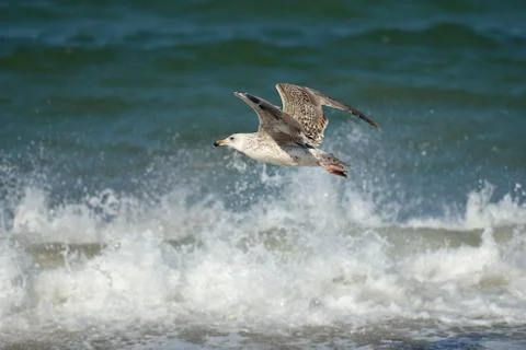 Seagull Stock Photos
