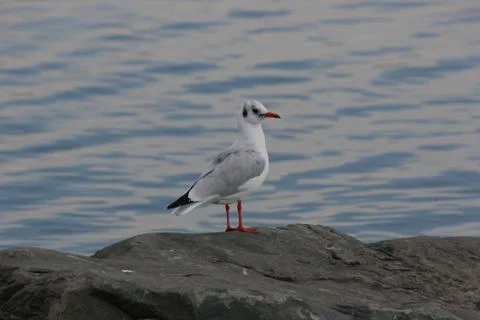 Seagull Stock Photos