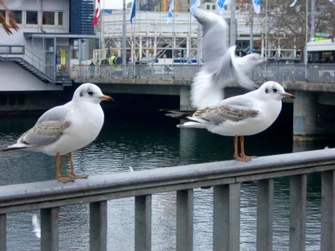 Seagull Stock Photos