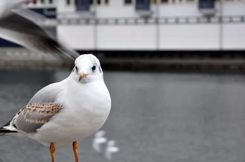 Seagull Stock Photos