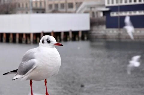 Seagull Stock Photos