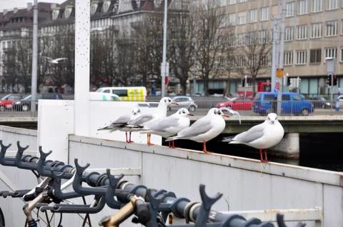Seagull Stock Photos