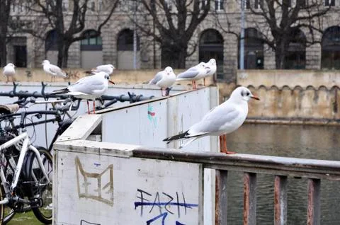 Seagull Stock Photos