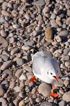 Seagull Stock Photos