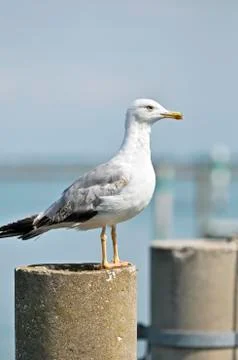 Seagull Stock Photos