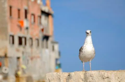 Seagull 스톡 사진