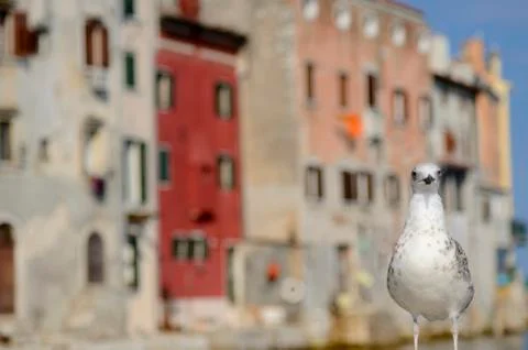 Seagull Stock Photos