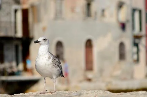 Seagull Stock Photos
