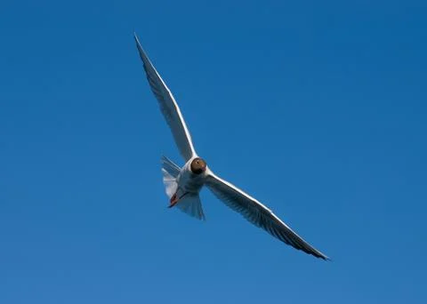 Seagull Stock Photos