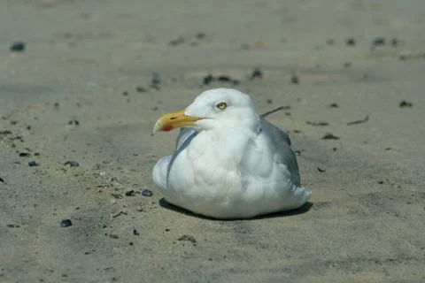 Seagull Stock Photos