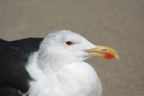 Seagull Stock Photos