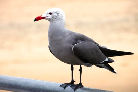 Seagull. Stock Photos
