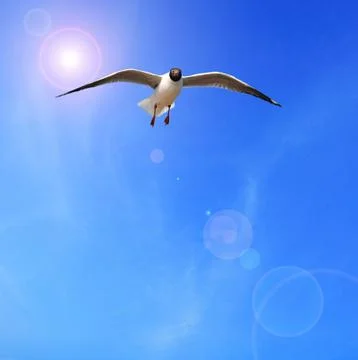 Seagull Stock Photos