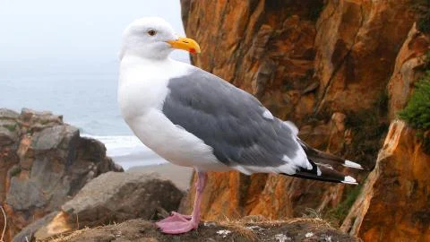 Seagull Stock Photos