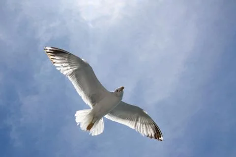 Seagull Foto stock