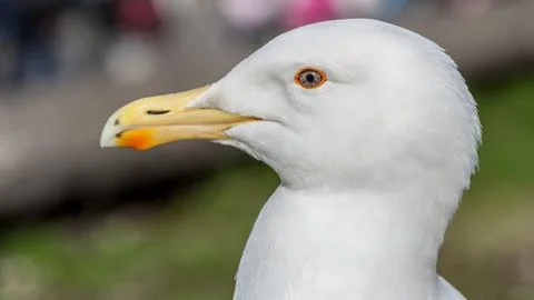 Seagull Stock Photos