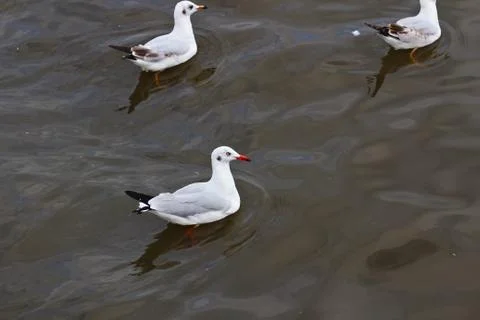 Seagull Stock Photos