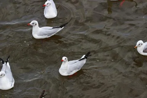 Seagull Stock Photos