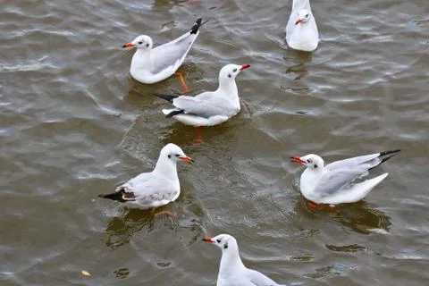 Seagull Stock Photos