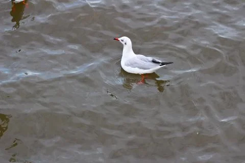 Seagull Stock Photos