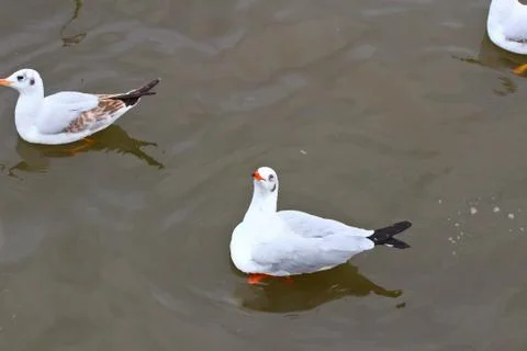 Seagull Stock Photos