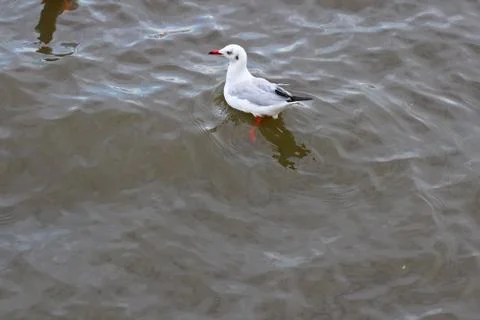 Seagull Stock Photos