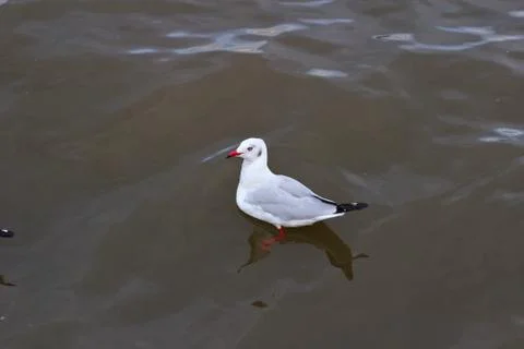 Seagull Stock Photos