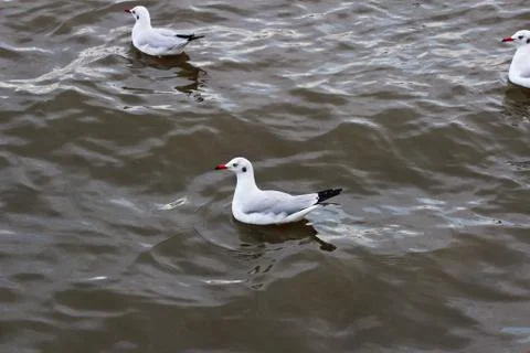 Seagull Stock Photos