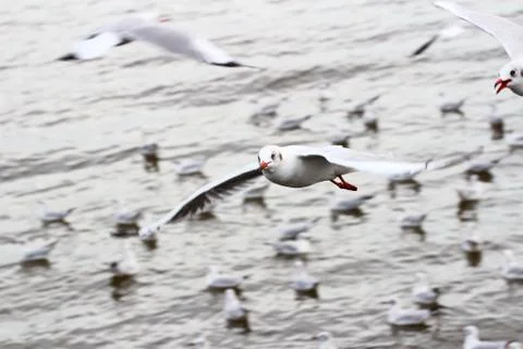 Seagull Stock Photos