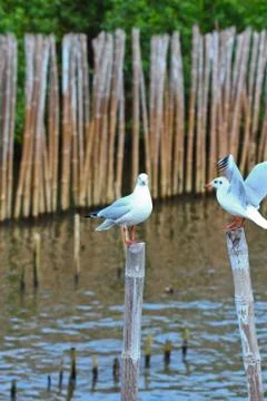 Seagull Stock Photos
