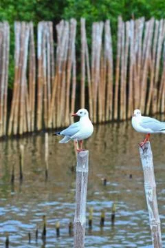 Seagull Stock Photos
