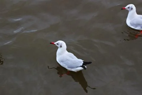 Seagull Stock Photos