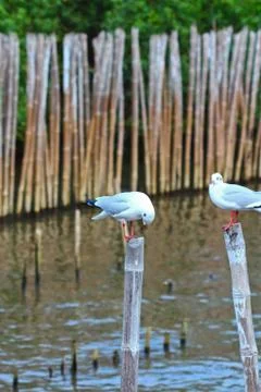 Seagull Stock Photos