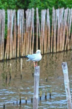 Seagull Stock Photos