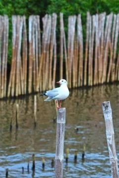 Seagull Stock Photos