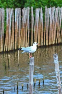 Seagull Stock Photos