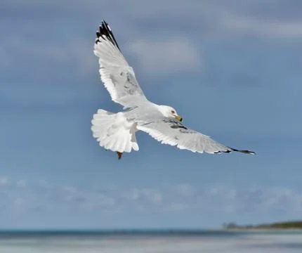 Seagull Stock Photos