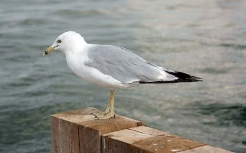 Seagull Foto stock