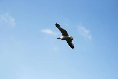 Seagull Stock Photos