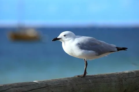 Seagull Stock Photos
