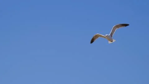 Seagull Stock Photos