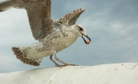 Seagull Stock Photos