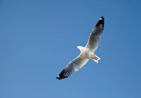 Seagull Stock Photos